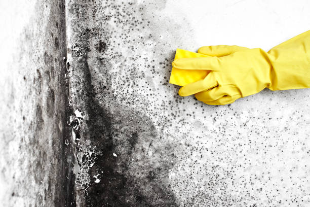 Mold Removal Process in New Waverly, TX