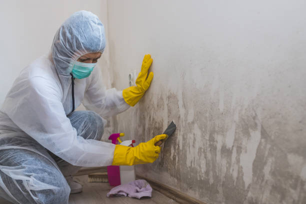 Best Commercial Mold Removal  in New Waverly, TX