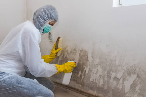 Professional Mold Removal in New Waverly, TX