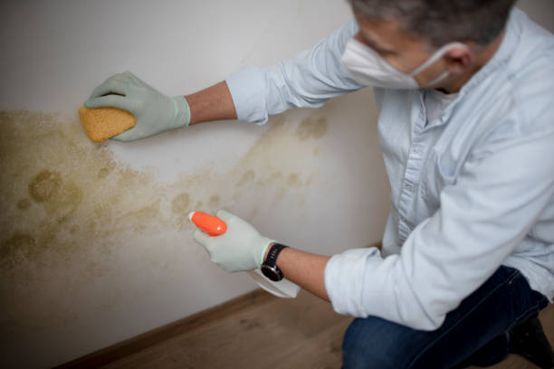 Best Black Mold Removal  in New Waverly, TX