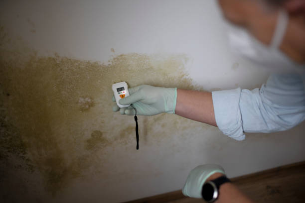 Best Mold Removal Process  in New Waverly, TX