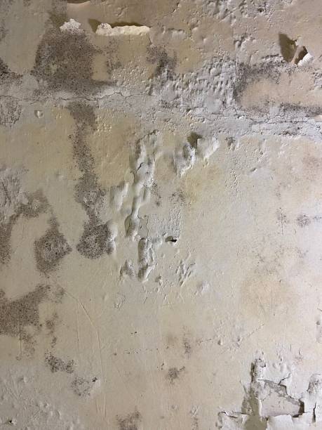 Best Office Mold Removal Services  in New Waverly, TX