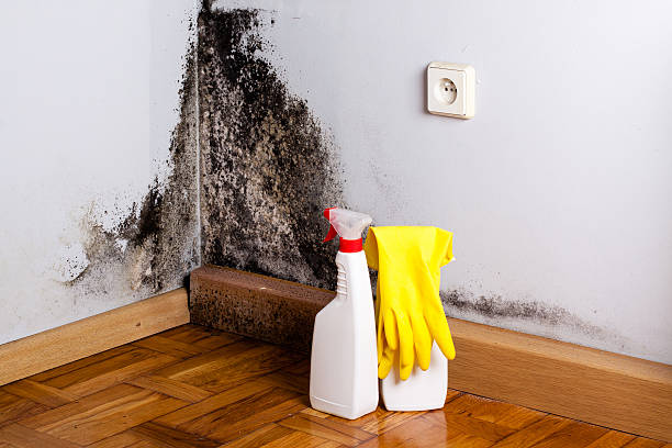 Best Toxic Mold Removal  in New Waverly, TX