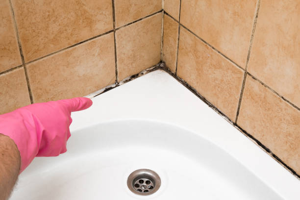 Reliable New Waverly, TX Mold Removal Solutions